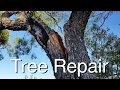 Tree Repair: How I Saved Two Great Trees