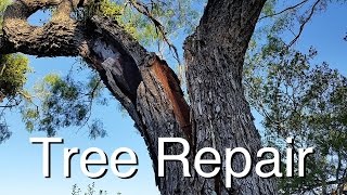 Tree Repair: How I Saved Two Great Trees