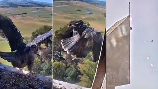FalconCam Project ~  GIRRI FLEDGES!! 🎉 ♥ Congratulations On A Successful Maiden Voyage! 2025 Dec 18