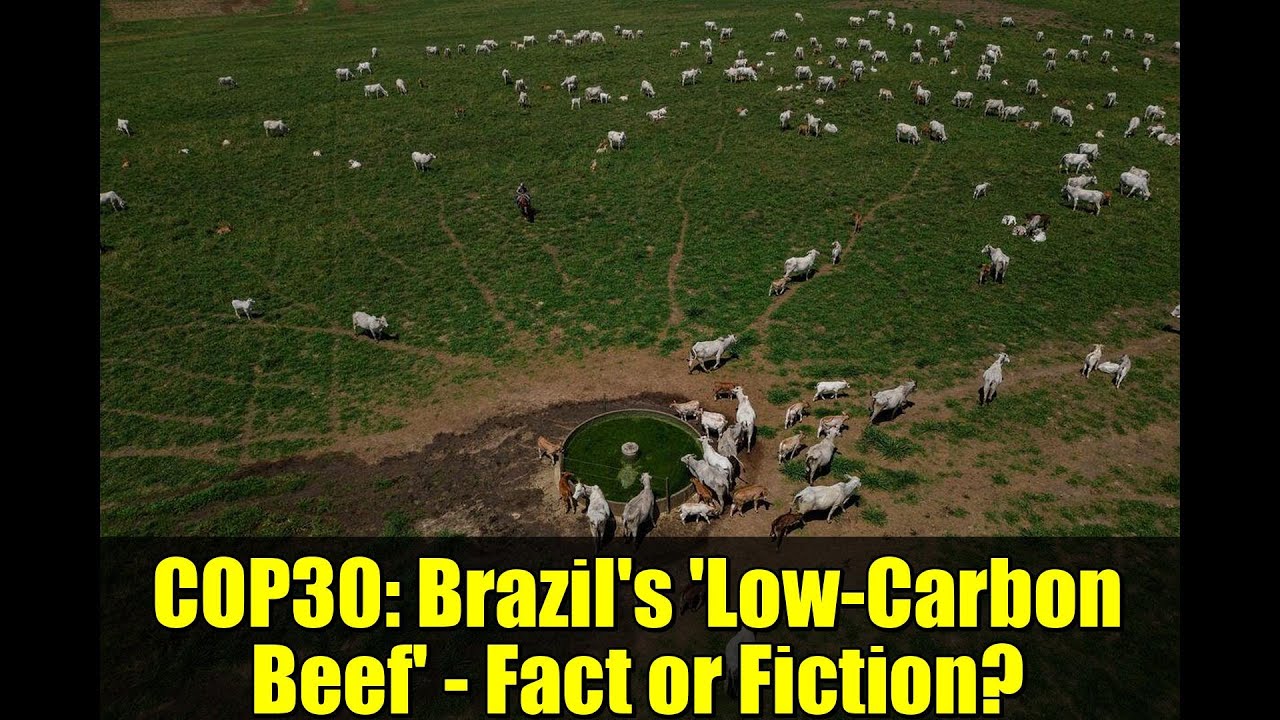 COP30: Brazil's 'Low-Carbon Beef' - Fact or Fiction?