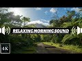 4 صوت صباح هادئ جدا مع تغريد طيور ومناظر صباحيه جميلة 30 دقيقة من الأسترخاء