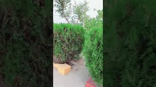 Download Lagu Beautiful Seen of Garden #naturalbeauty #flowers #nature #garden MP3