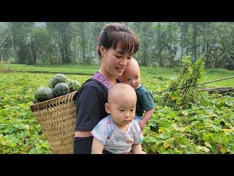 Warmth when mother and child are together & Picking pumpkins to sell - Buying chicks