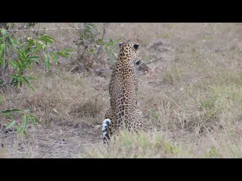 Leopard stalks black-naped hare in Wilpattu national park