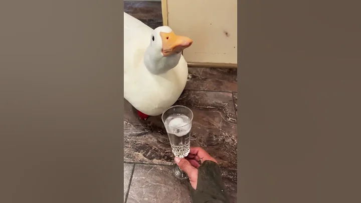 Sippy Sippy 🥂🦢