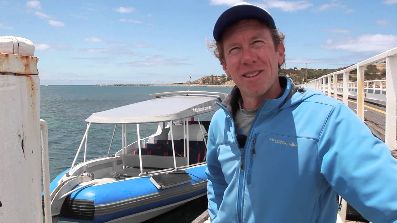 Immerse Yourself with Dolphins and Seals at Victor Harbor