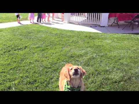 dog fail webm