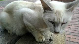 猫の集会場、野良猫ちゃん達暑さでグッタリ寝ています。
