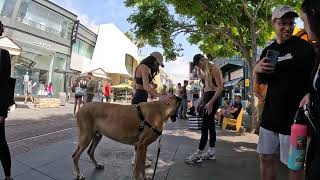 Cash 2.0 Great Dane at The Grove and Farmers Market in Los Angeles 67 by woof bark growl 8,789 views 2 weeks ago 16 minutes