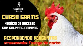 Quais Os Melhores Cruzamentos Para Frango De Corte