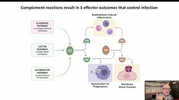 2.3 The Complement System Part 2 (Immunology 2025)