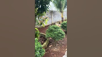 Vườn cây trái , ao cá , mặt tiền đường bê tông