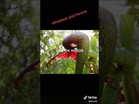 хищные растения