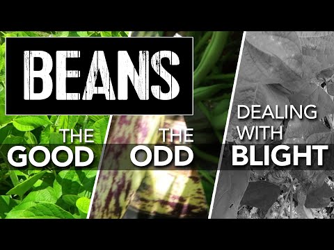 GREEN BEANS—What's Happening? The Good, the Strange & Blight