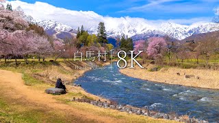 [Japan's most beautiful village] 12 spring scenery in Hakuba village  JAPAN in 8K