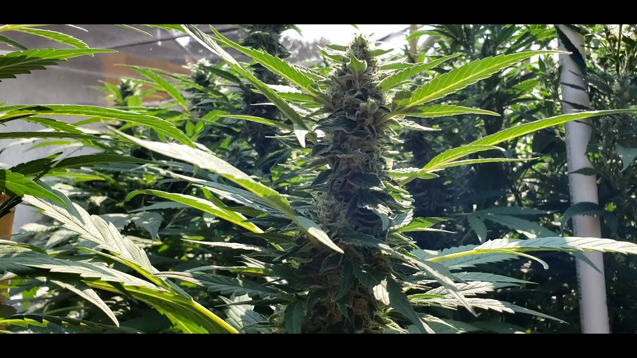 2020 Outdoor No Till Grow Episode 16