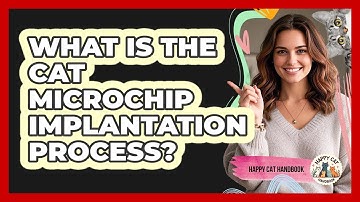 What Is The Cat Microchip Implantation Process? - Happy Cat Handbook