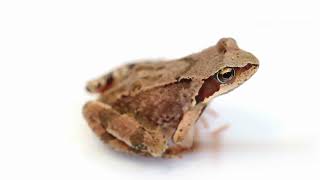 WeirdWildTV | Top 5 Animals With Transparent Bodies