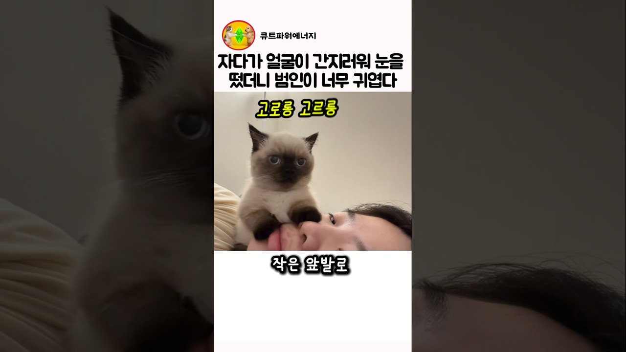 자다가 얼굴이 간지러워 눈을 떴더니 범인이 너무 귀엽다