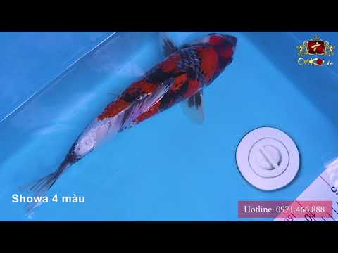 Koi Showa 37cm bức tranh sơn thủy là đây - OnKoi - Quang Minh