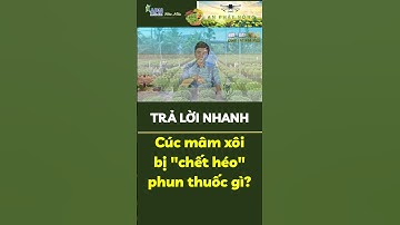 APN - Cúc mâm xôi bị "chết héo" phun thuốc gì? #apnhoamau
