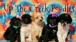 Miniature Poodle Puppies At Play! by Up The Creek Poodles 126 views 10 months ago 1 minute, 25 seconds