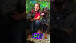 Mother Of Rottweilers Discussing Pregnancy With Lady Ollie. #shorts  #rottweiler #dogs