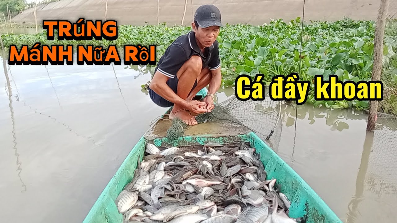 Đỗ dớn miền Tây cá kéo lên không nổi # 7 Ếch tân Hồng #