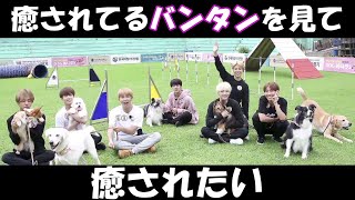 【BTSと子犬】可愛いが大渋滞で癒ししかなかった【日本語字幕】