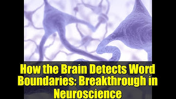 How the Brain Detects Word Boundaries: Breakthrough in Neuroscience