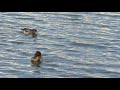 Juvenile Tufted Ducks on Emsworth Millpond - 4 September 2018