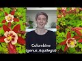 Columbine Flower Research Insights