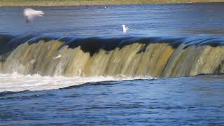 Vimba Ventas Rumbā Vimba At Venta Rapid