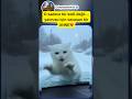 ❤️❤️O sadece bir kedi değil yavrusu için savaşan bir ANNE❤️ #trending #viralvideo #facts
