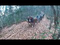 Draft Horses Hauling Hunting Gear Deep into the Adirondack Forest
