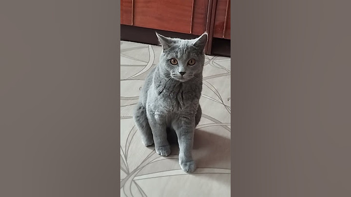 Британские ученые🤓 #cat #кот #юмор #милота #котики #прикол #стэтхэм #kitten #британскиекошки