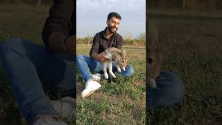 Resul Mervan Tavşanı Ile 🐰😂