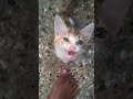 The sweetest kitten in the world ❤️❤️
