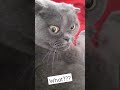 Don't disturb the cat🐈 не буди кота 🐱 #cat #sleep