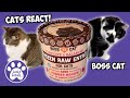 Cats Try Boss Cat Frozen Raw Cat Food 😺 Review 😺 Cats Eating ASMR Mukbang