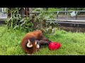 【天王寺動物園】レッサーパンダの咲弥ちゃん⚠️閲覧注意⚠️声が出てしまいます！