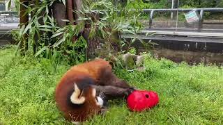【天王寺動物園】レッサーパンダの咲弥ちゃん⚠閲覧注意⚠声が出てしまいます
