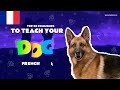 Teach Your Dog Commands In French (20 Common Words)