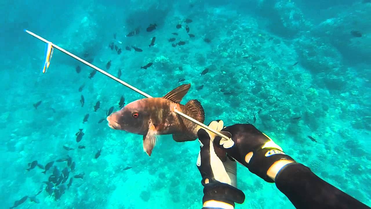 kona coast spearfishing 3 YouTube