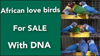 My home breed African love birds for sale with DNA | semi adult and youngsters | contact 72001 53148