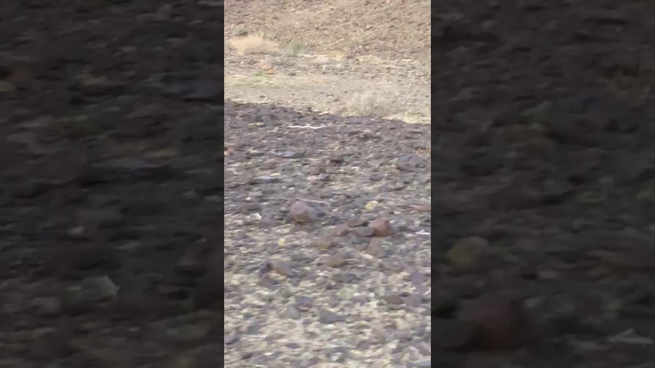 Sandgrouse hunting 