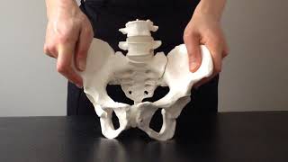 Rider's Pelvis and Spine Mechanics