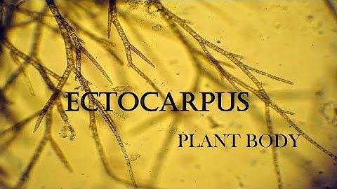 ECTOCARPUS| PART 1| PLANT BODY| BOTANY | MG UNIVERSITY|