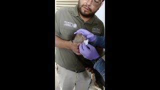 Captura PROFEPA a mono capuchino en Lomas de Chapultepec CDMX