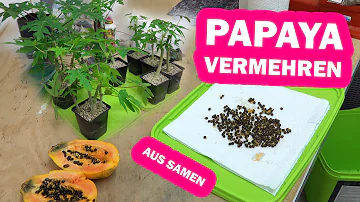 Wie Länge dauert es bis eine Papaya Früchte trägt?